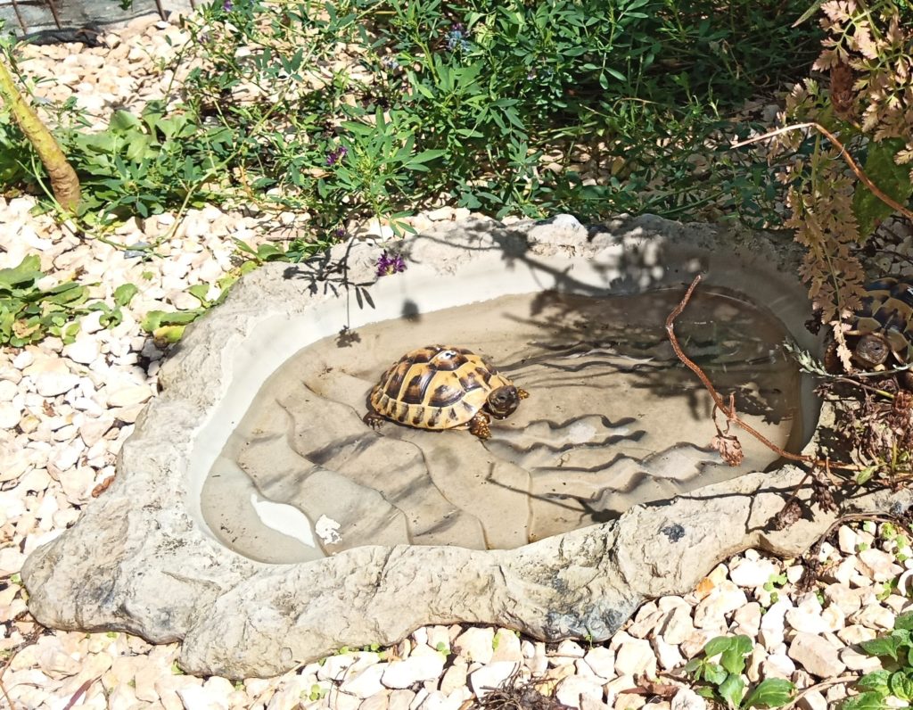 Wasserbecken für Schildkröten in Felsoptik - Schildkrötenshop